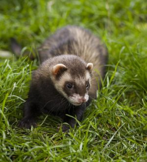 2 year old ferret pet