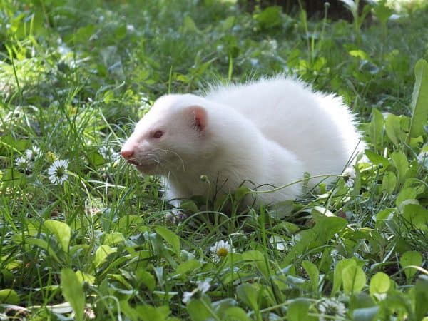 Albino ferret