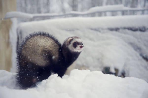 Black Sable Ferret