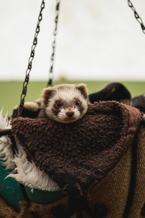 Ferret companion in basket