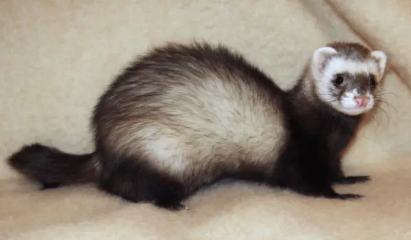 Ferret types