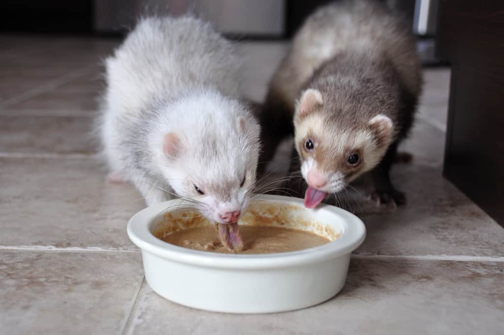 Ferrets Eating protein rich food