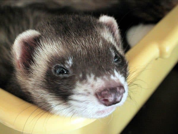 Sable Ferret Polecat