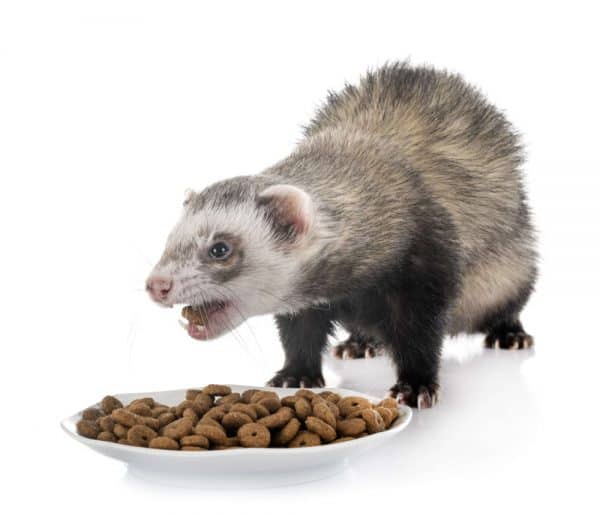 Brown ferret eating commercial food