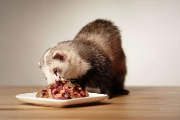 Ferret female eating meat