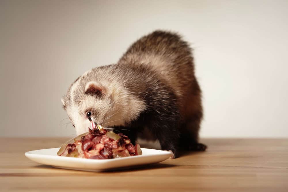 Wet ferret food