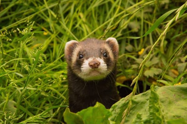 Ferrets outside summer