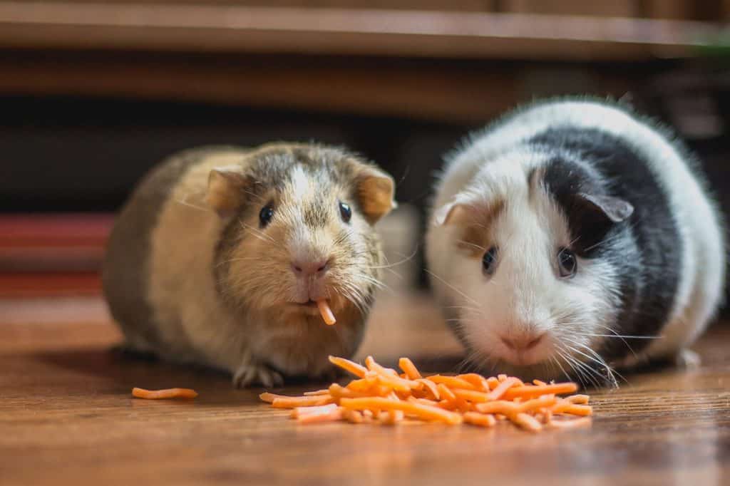 Can ferrets eat hamster food
