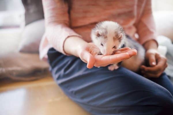 Ferret eating from owners hand
