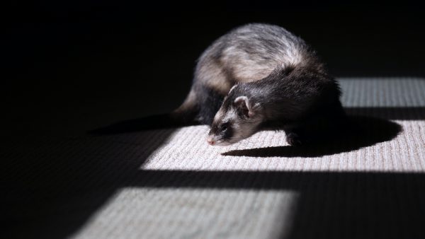 Ferret indoors