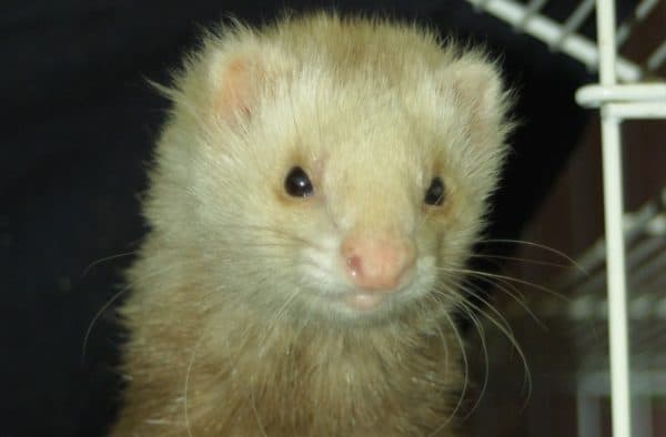 Angora Ferret