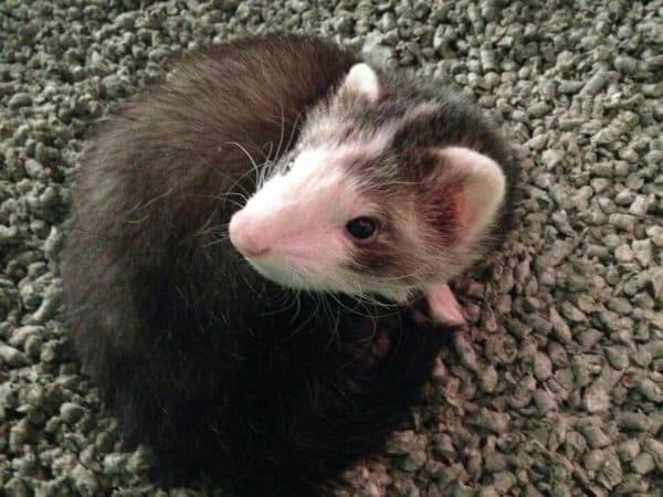 Blaze Ferret