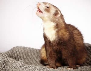 Chocolate Ferret