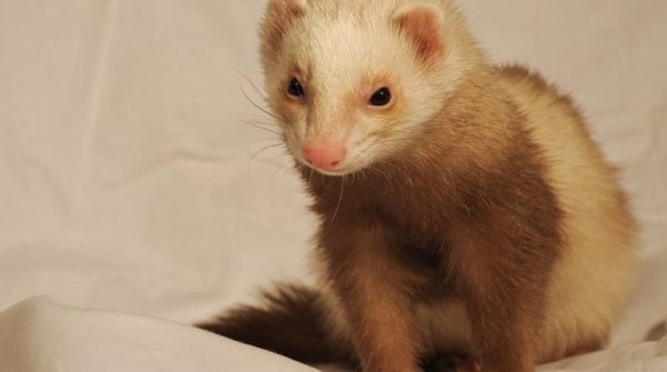 Cinnamon Ferret