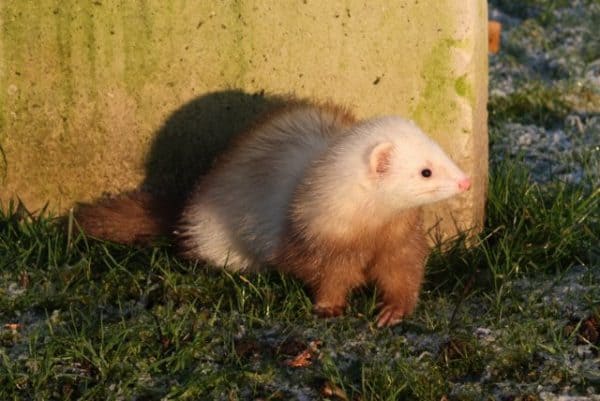 Cinnamon Ferret