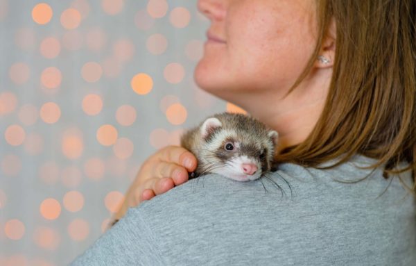 Affectionate ferret on owners shoulder