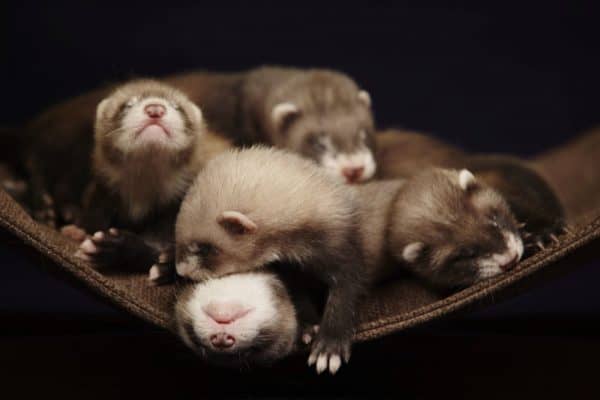 Ferret babies 4 weeks old