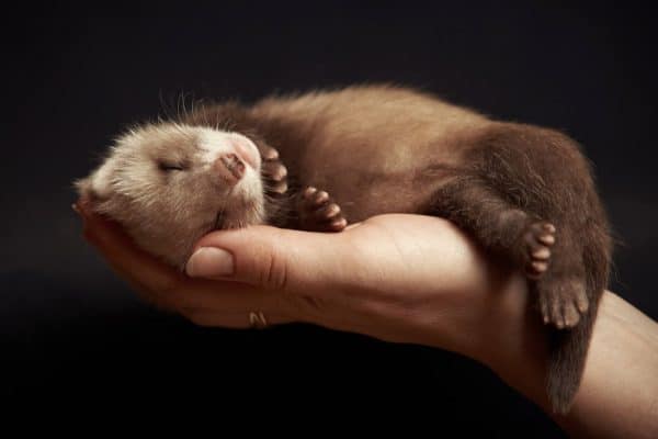 When is ferret breeding season