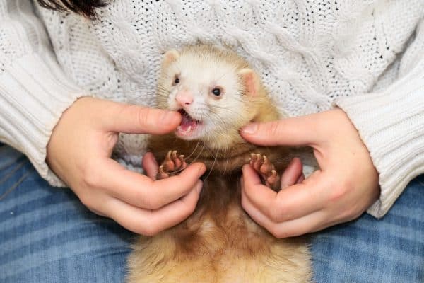 Ferret biting owner