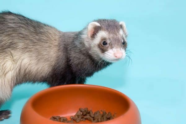 Ferret eating feed