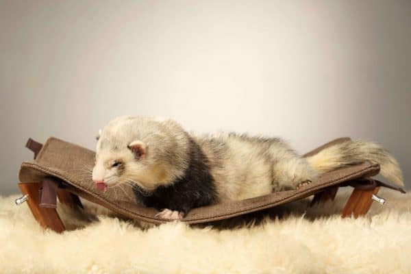 Ferret Bedding