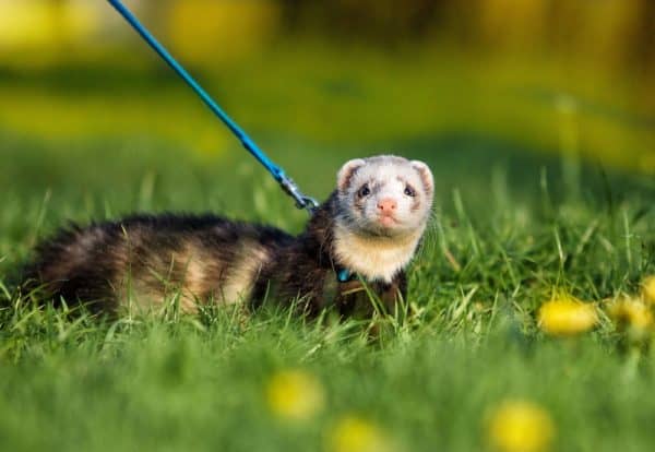 Ferreting