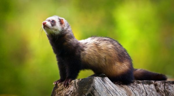 Ferret on tree stump