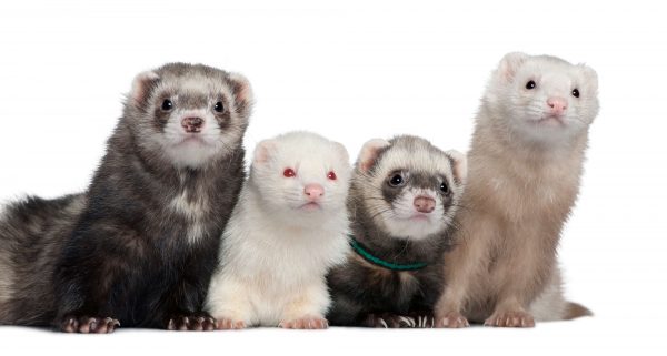 Group four ferrets of 5 6 3 and 1 years old