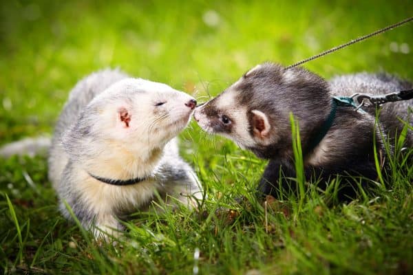 Two ferrets meeting