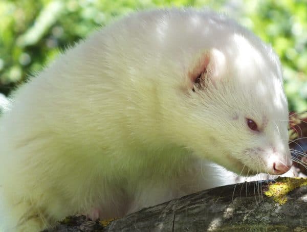 albino ferrets 