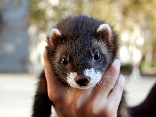 Black Sable Ferret