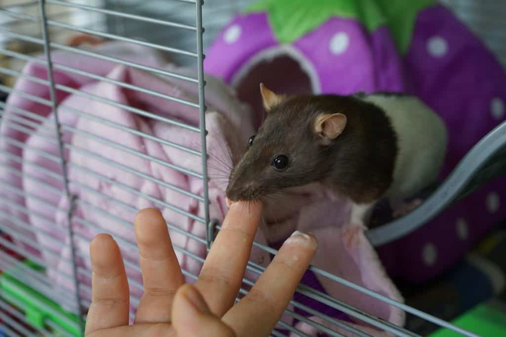 Fancy pet rat