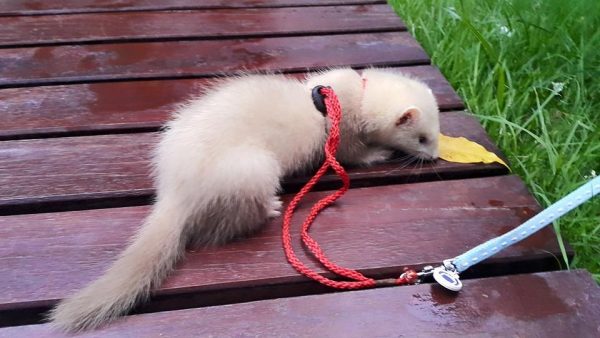 Champagne Ferret