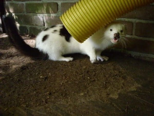 Dalmatian Ferret