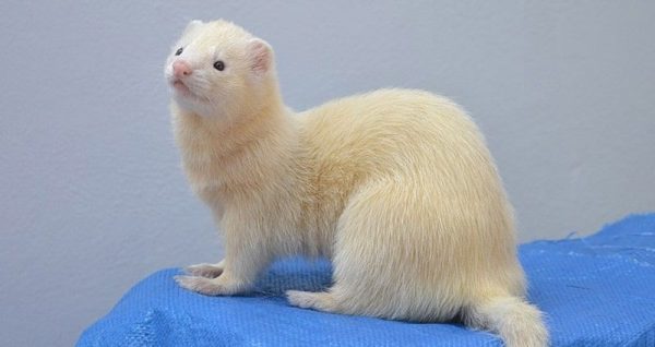 Dark-eyed White Ferrets