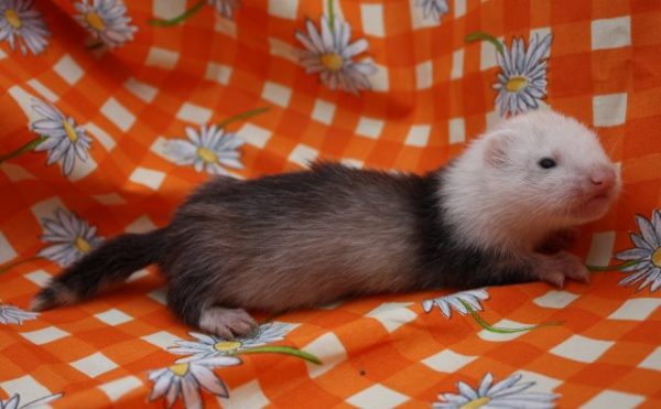 Panda Ferret