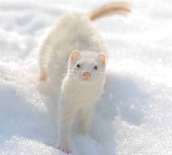 Ferret in snow at winter time