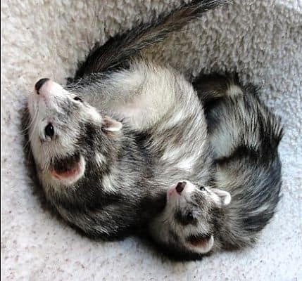 Pewter Ferrets