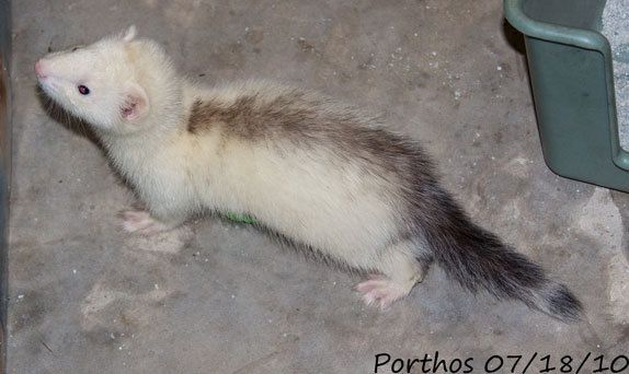 Striped White Ferret