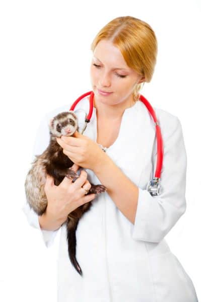 Ferret and veterinarian