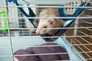 Ferret in hammock