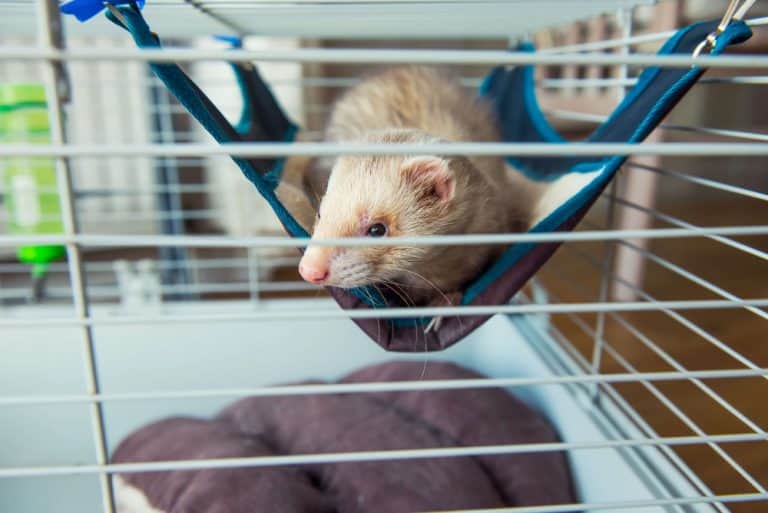 ᐅ [Top 3] ᐅ - Best Ferret Hammocks in 2022 - Go Ferrets