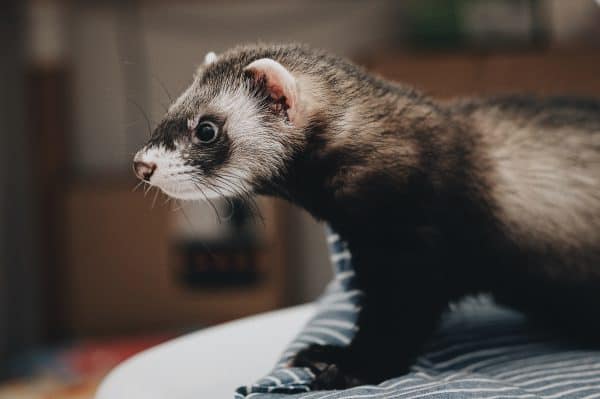 Ferret shedding