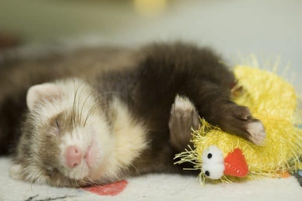 Ferret toy