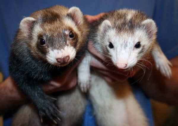 Ferrets