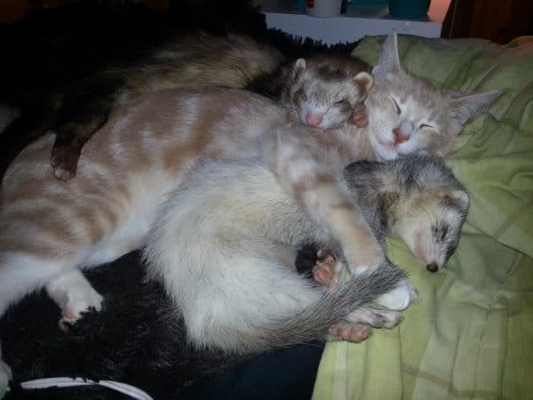 Ferrets and cat