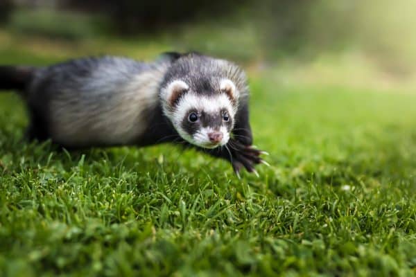 Ferret in summer months