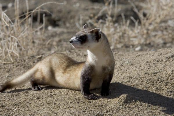 Ferret near water