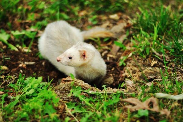 Ferret pooping