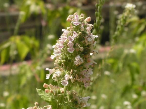 Catnip flowers